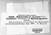 Mycosphaerella aronici image